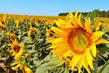 Sunflowers On A Field Royalty Free Stock Photo Sunflowers On A Field Royalty Free Stock Photo