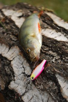 Perch Caught On Wobbler Stock Photos Perch Caught On Wobbler Stock Photos