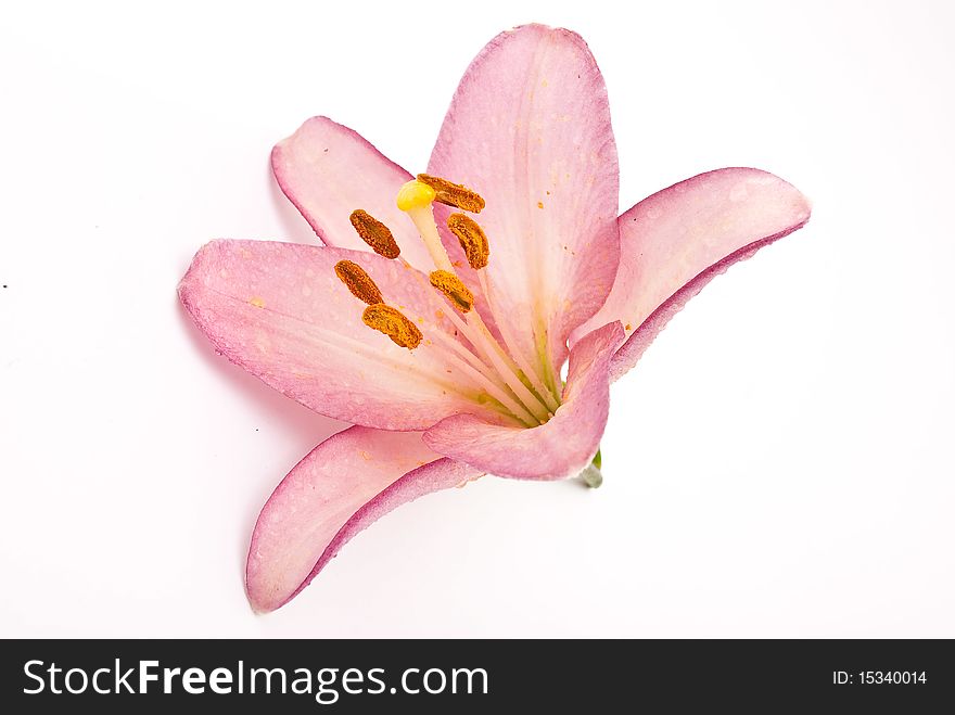 Pink lily on white background