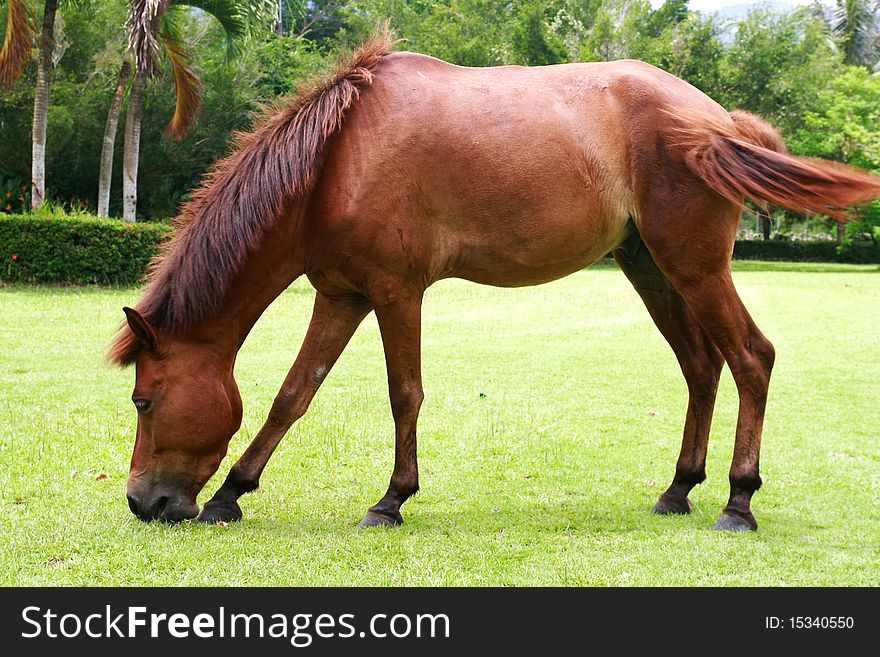 Horse eat grass on the green meadow. Horse eat grass on the green meadow