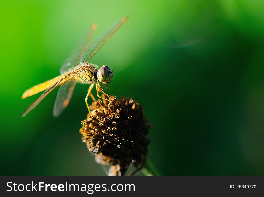Dragonfly On A Perch with dark green background