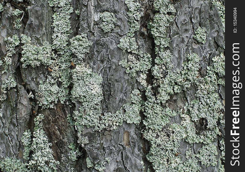 Green fungus on coniferous tree in the forest. Green fungus on coniferous tree in the forest