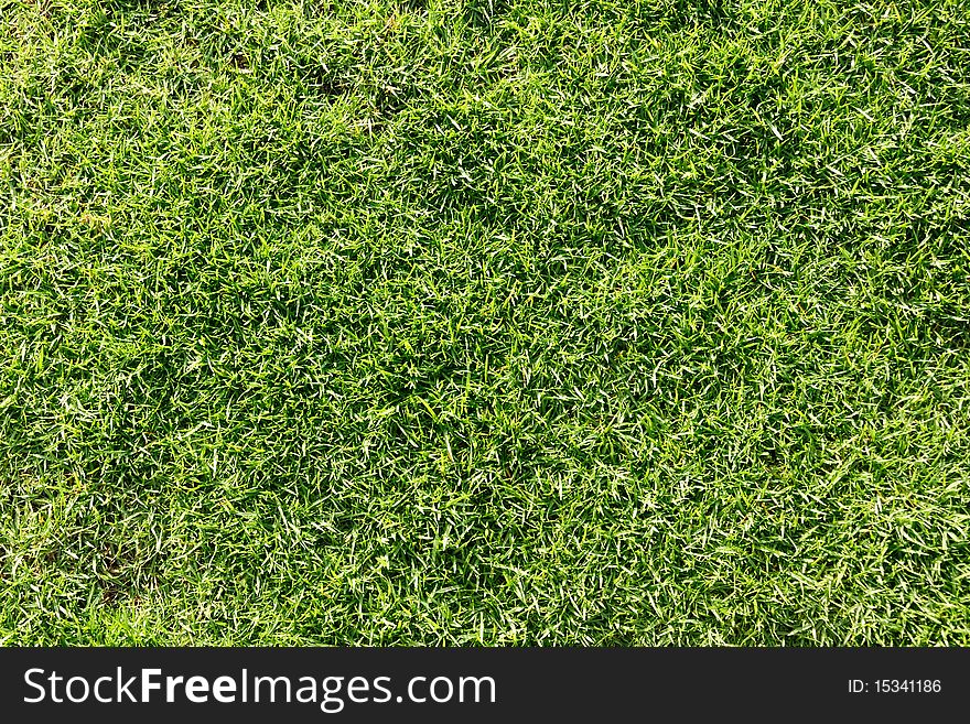 Closeup detail of texture in green grass lawn