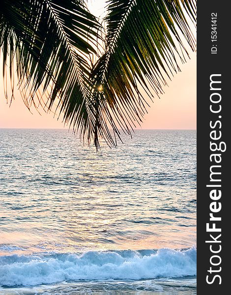 Beautiful shot of a palm tree in front of the sunset in south-India .Colours are very hot and soft. Sun is reflecting on the ocean. Shallow depth of field.