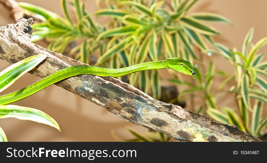 Green leaf snake from India. Kerala, India