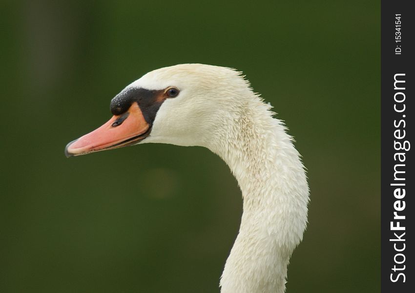 Swan beauty checking me out in front of a lake in Arizona