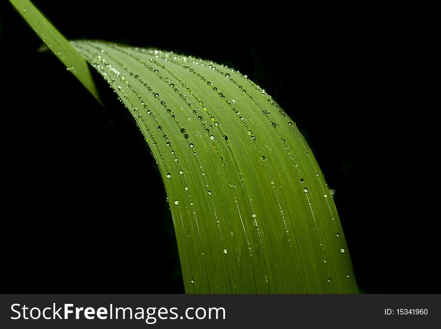 Rain drops on the green leaf with a black background. Rain drops on the green leaf with a black background