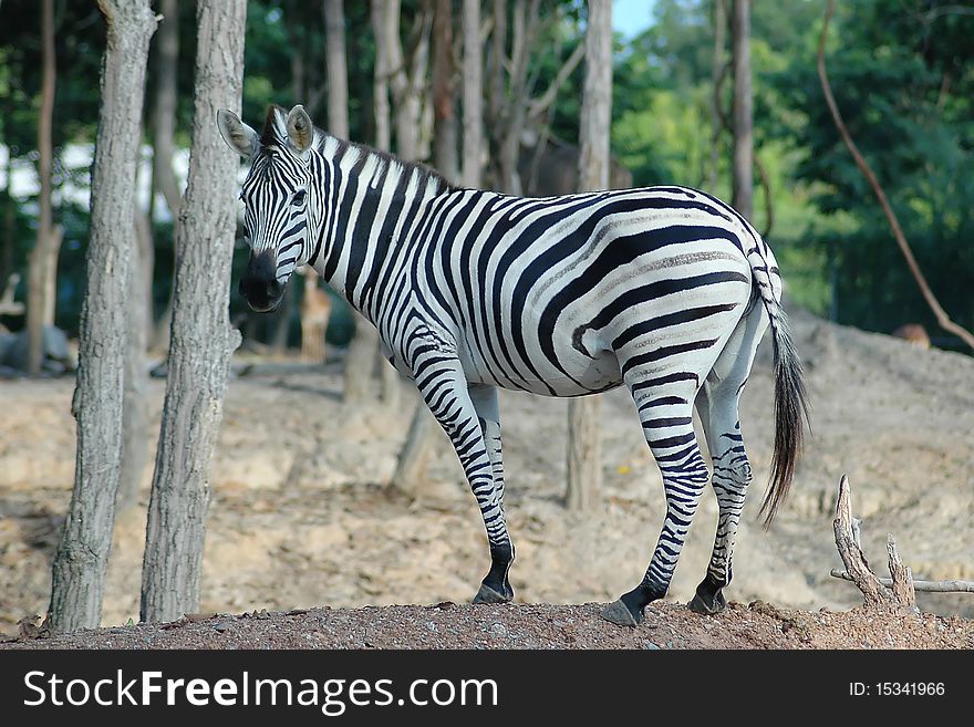 Zebra in Chiangmai Night Safari Thailand