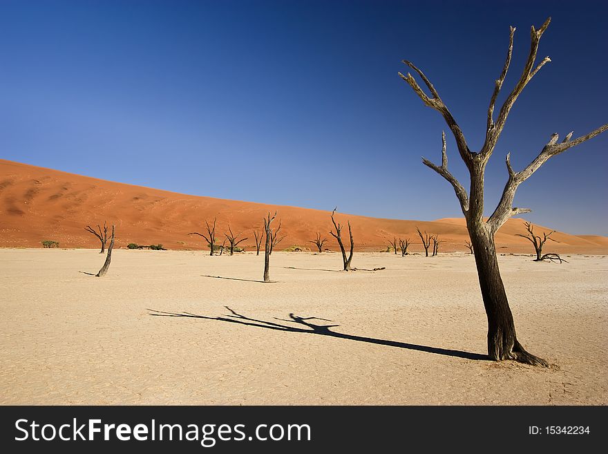 Ancient dried up lake bed of dead trees at Dead Vlei in Sossusvlei, Namibia. Ancient dried up lake bed of dead trees at Dead Vlei in Sossusvlei, Namibia