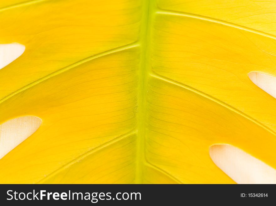 Close Up,Big Yellow Leaf Structure Background.