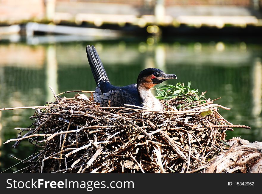 A white breasted cormorant sitting on a nest