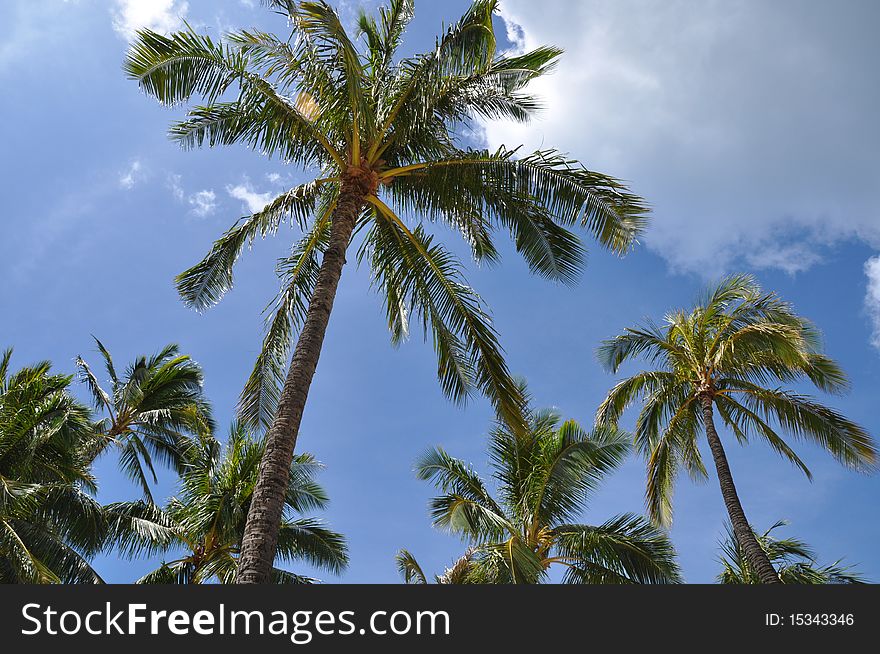 Coconut Palms