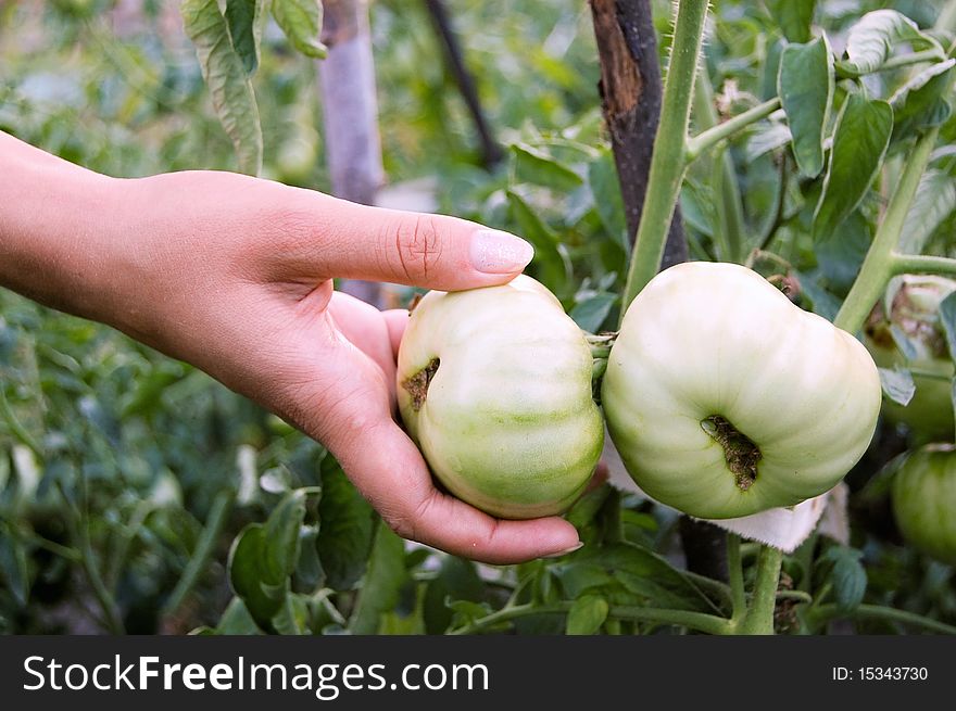 Hand breaking a green tomato