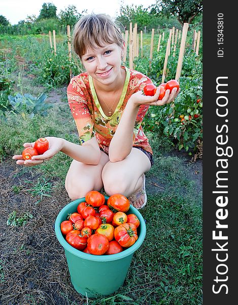 The young girl collects tomatoes on a kitchen garden. The young girl collects tomatoes on a kitchen garden