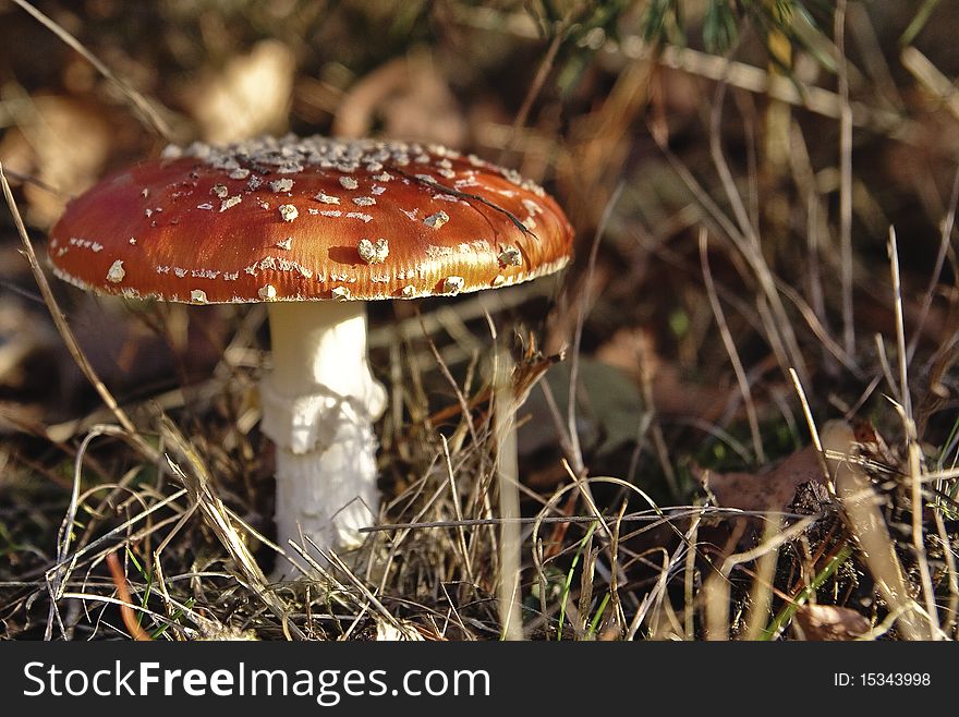 Amanita muscaria shot at first light on a beautiful autumn morning. Amanita muscaria shot at first light on a beautiful autumn morning