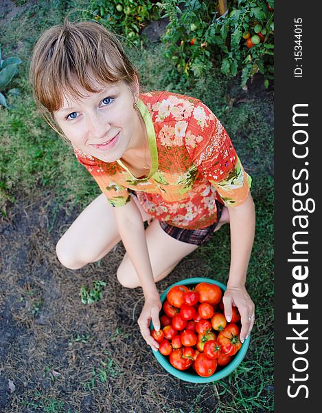 The young girl collects tomatoes on a kitchen garden. The young girl collects tomatoes on a kitchen garden