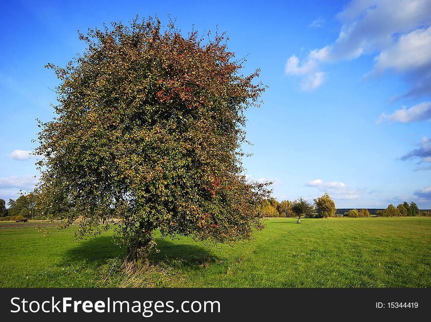 Pear tree on field