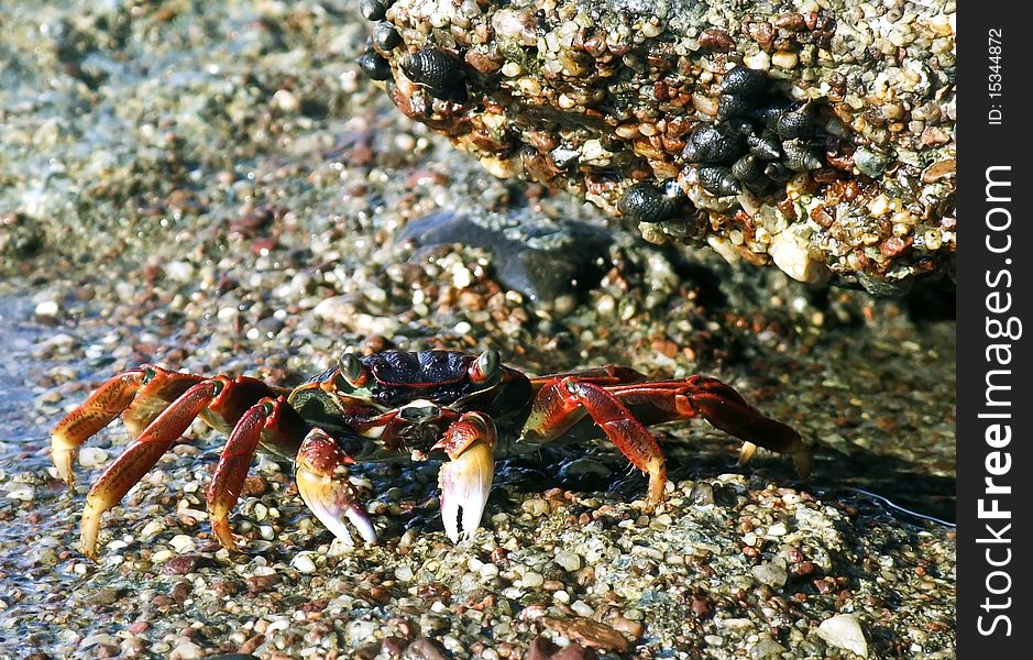 A red crab on the Eilat s coral reef