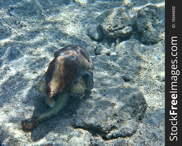 A brown octopus on the Eilat s coral reef