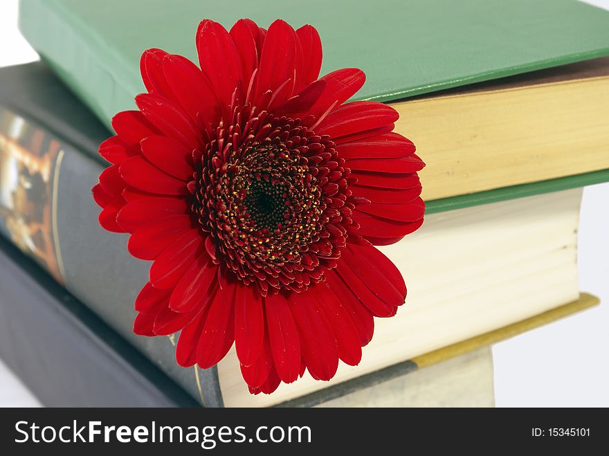 Pile of books with a red flower between volumes. Pile of books with a red flower between volumes.