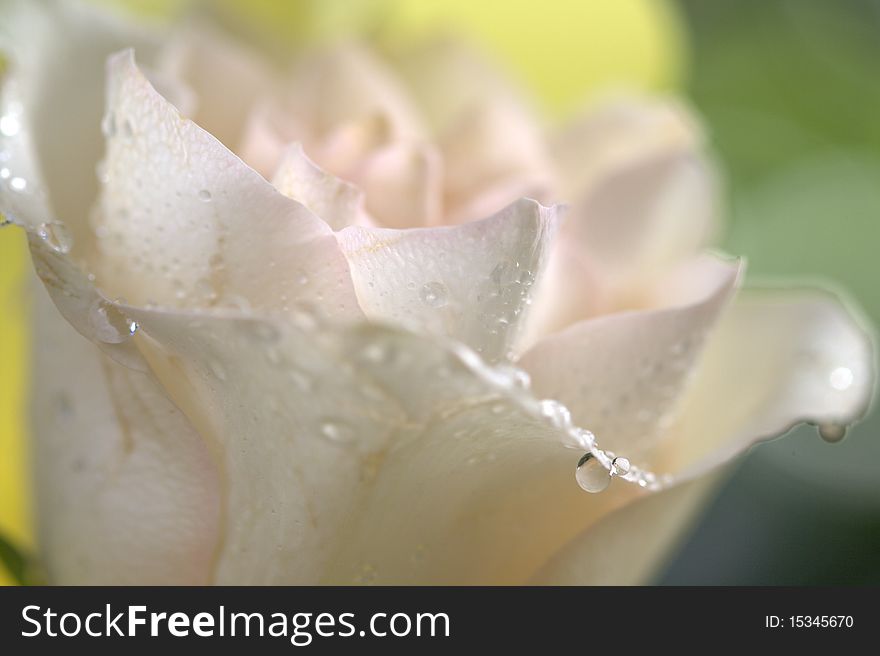 A pink rose with dew drops