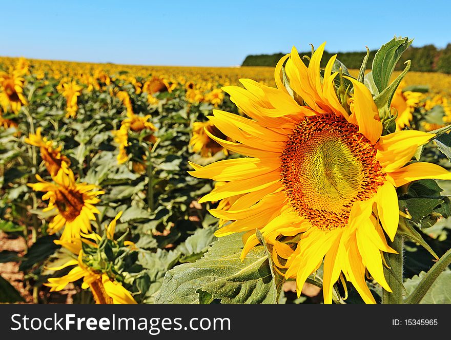 Sunflowers on a field in a sunny day