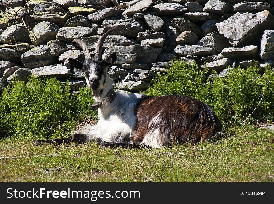 First floor of a black goat