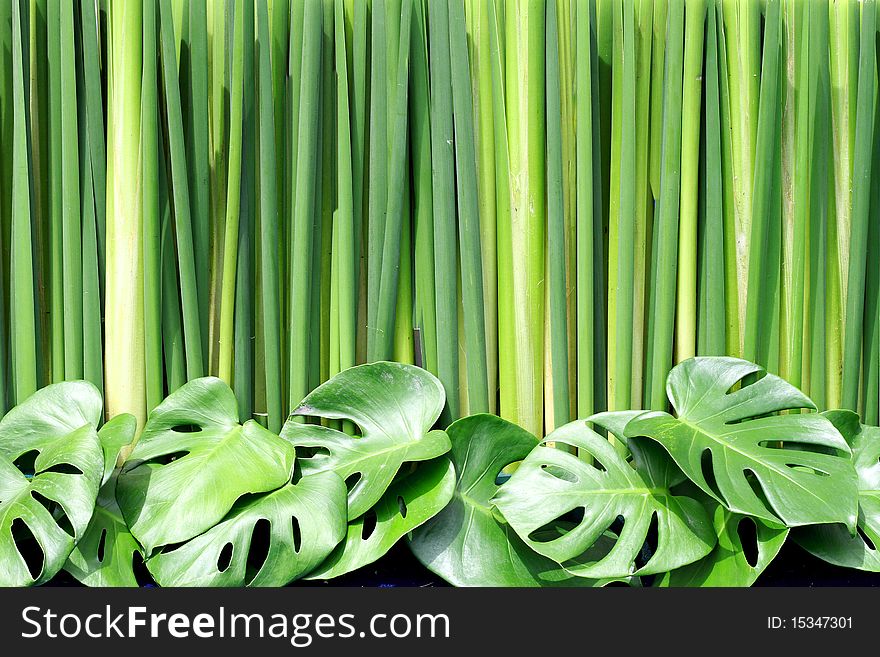 Green leaf and green background. Green leaf and green background