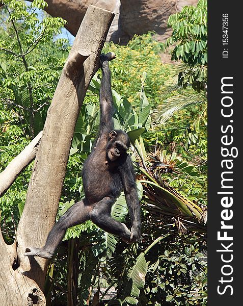 Chimpanzee hanging and swinging from a branch of a tree. Chimpanzee hanging and swinging from a branch of a tree.