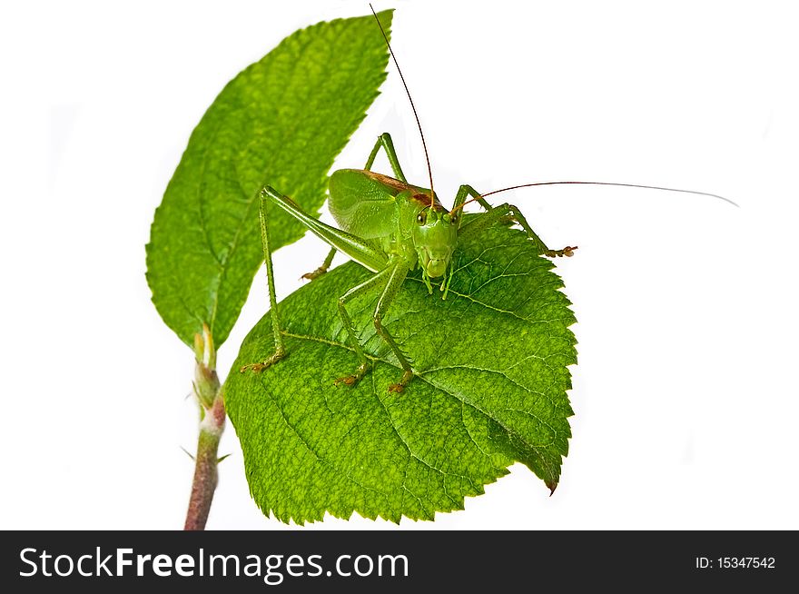 The locust on leaves is photographed on a white background