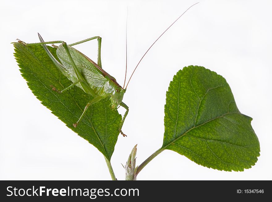 The locust on leaves is photographed on a white background
