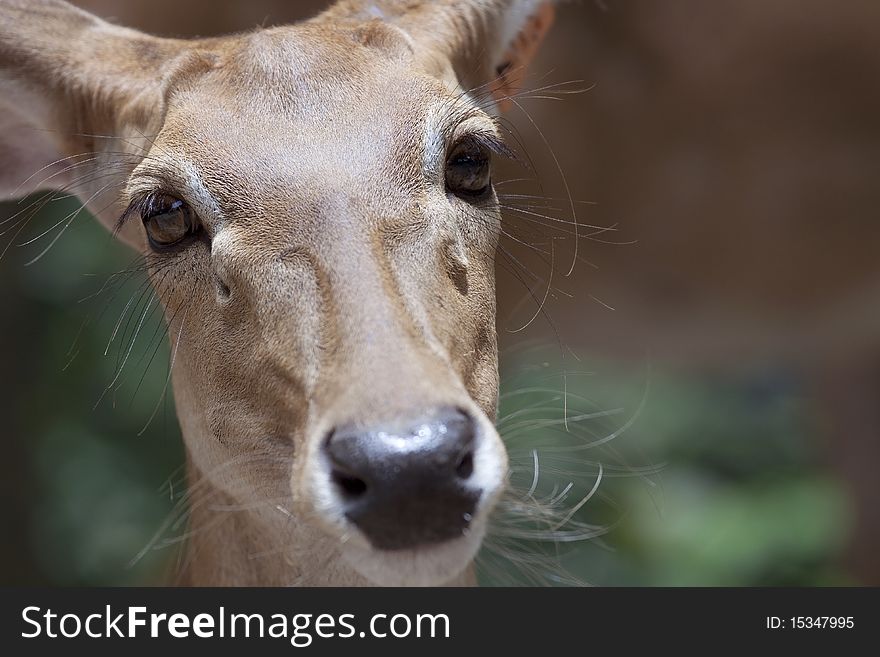 Deer, brown eyes are looking.