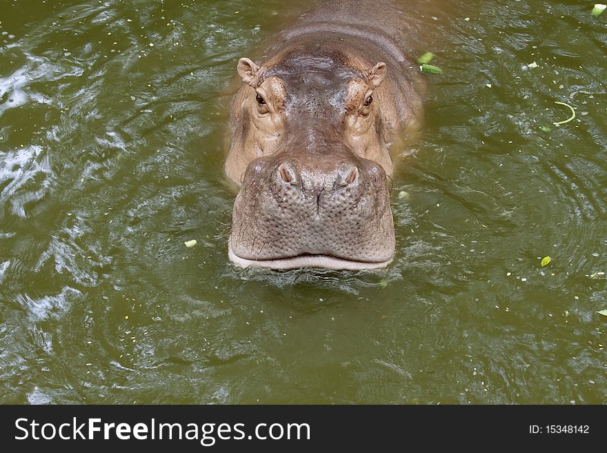 Hippo animals that live in water.