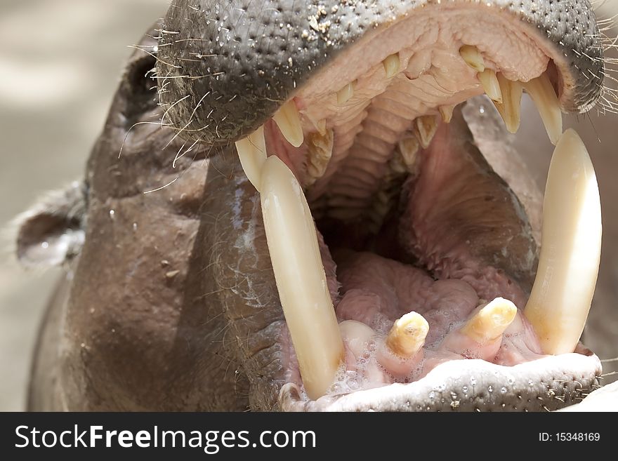 Hippo animals that live in water.