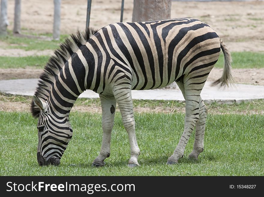 Zebra Wildlife Thawee of Africa