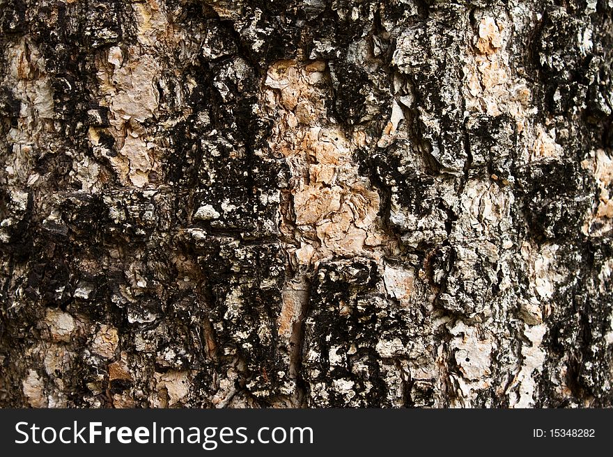 Cell wall of a tree we call Bark