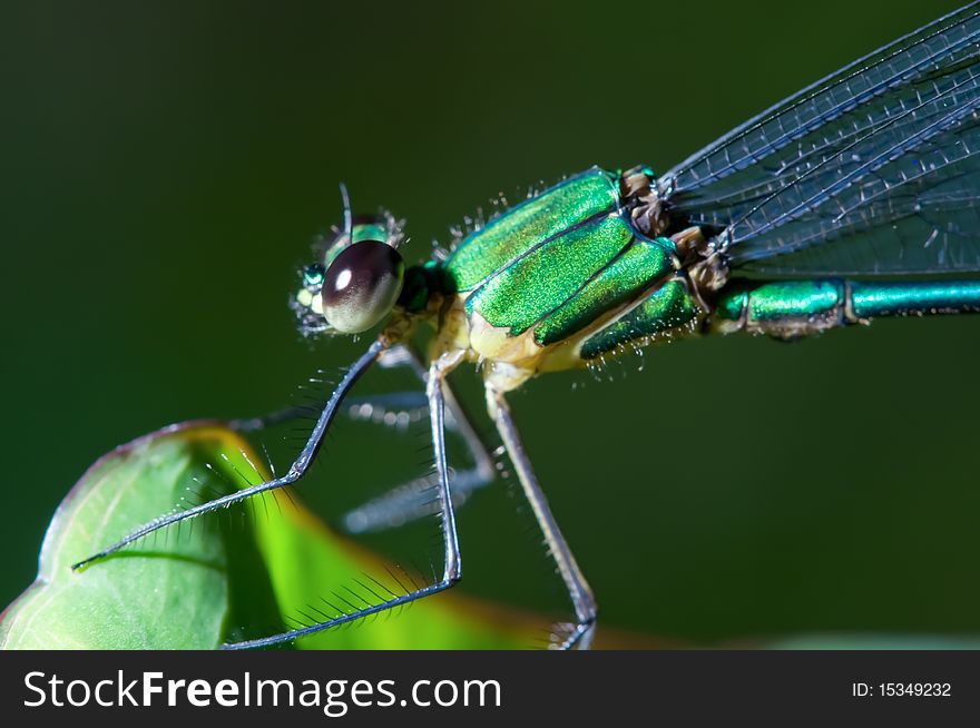 Dragonfly close up on the leaf. Dragonfly close up on the leaf.