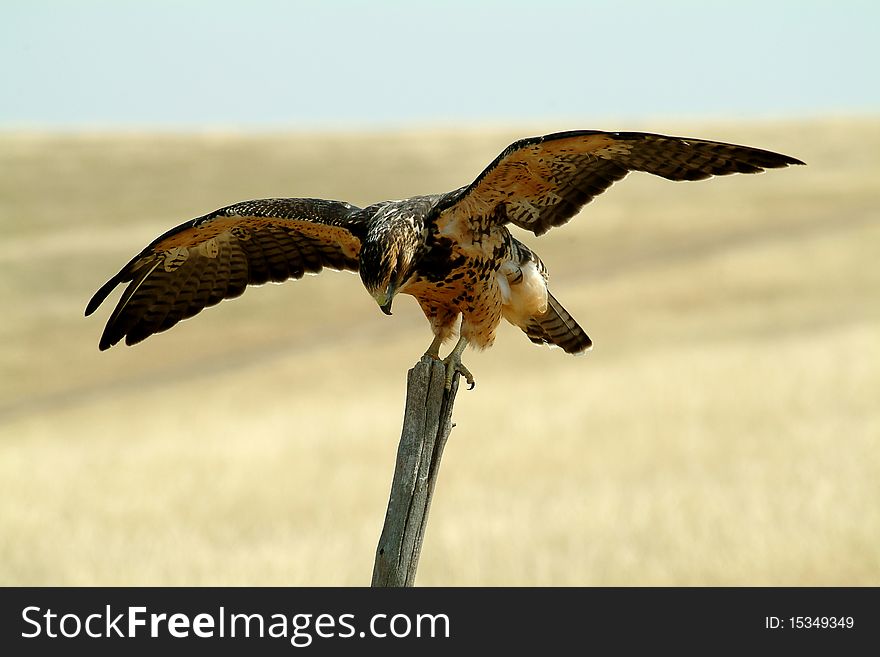 This hawk was just landing on this post as I arrived. He almost looks like he is bowing. This hawk was just landing on this post as I arrived. He almost looks like he is bowing.