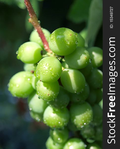 Bunch of young grapes with drops of dew