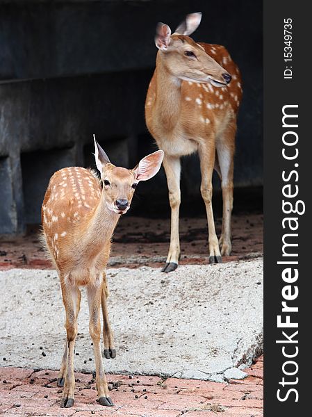 A group of deer in the zoo. A group of deer in the zoo.