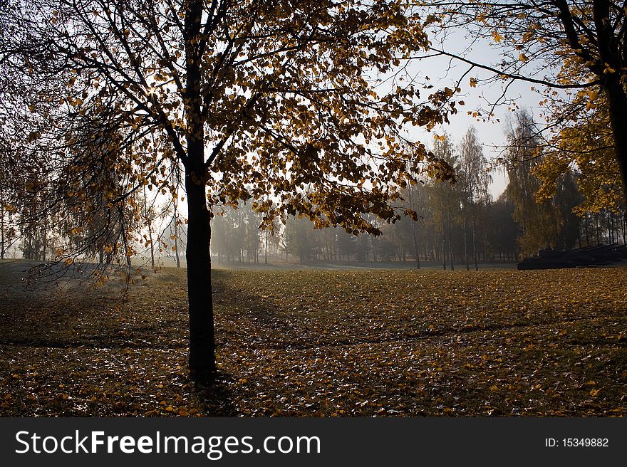 Autumn trees with yellow sheet in park. Autumn trees with yellow sheet in park