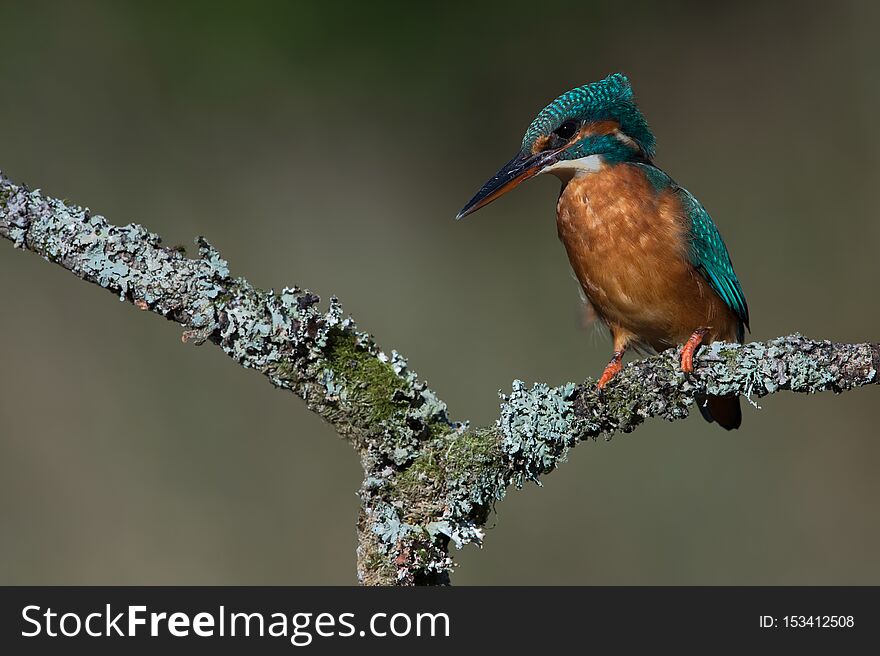 Kingfisher perched on lichen covered branch. Kingfisher perched on lichen covered branch