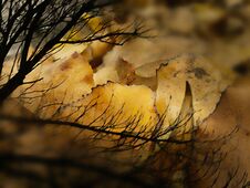 Golden Autumn Leaves Under Defoliated Branch Stock Photography