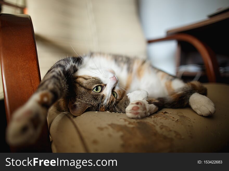 Pretty ginger cat lies on a leather chair, which she scratched and torn. Furniture that is spoiled by animals
