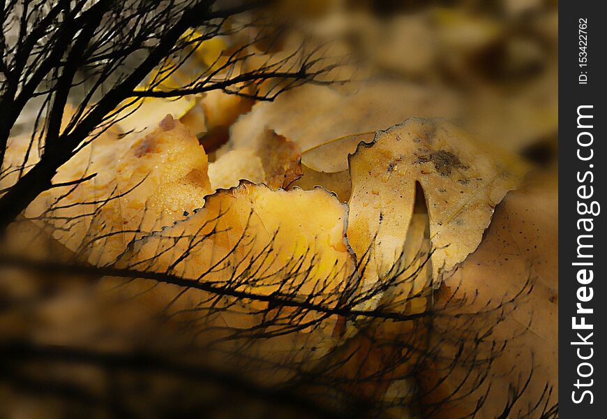 Golden autumn leaves under defoliated branch