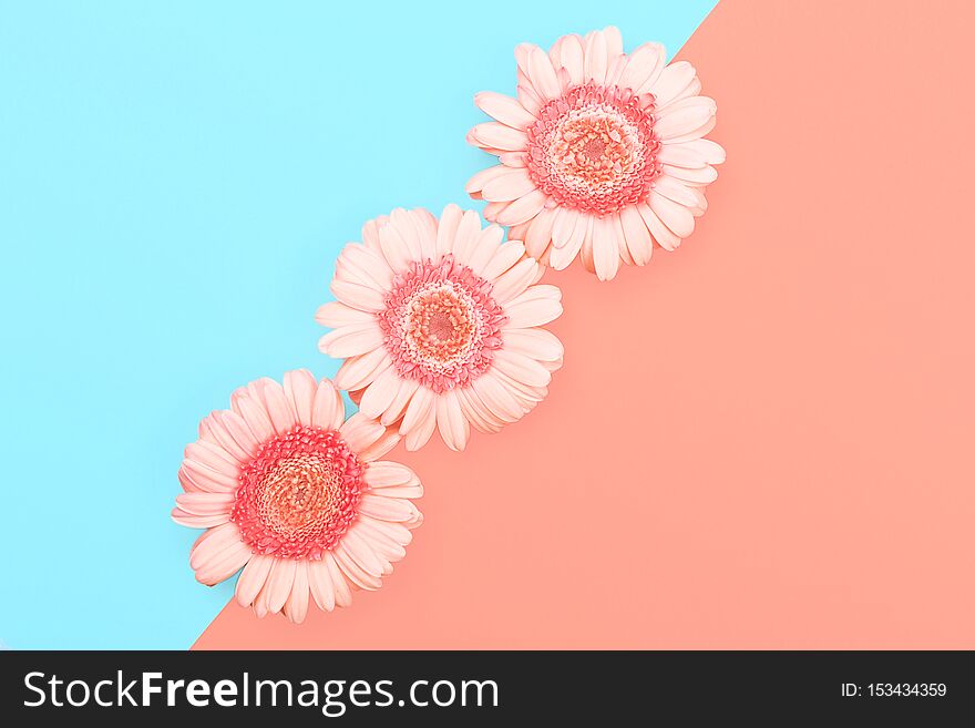 Three gerberas on blue and coral combination background