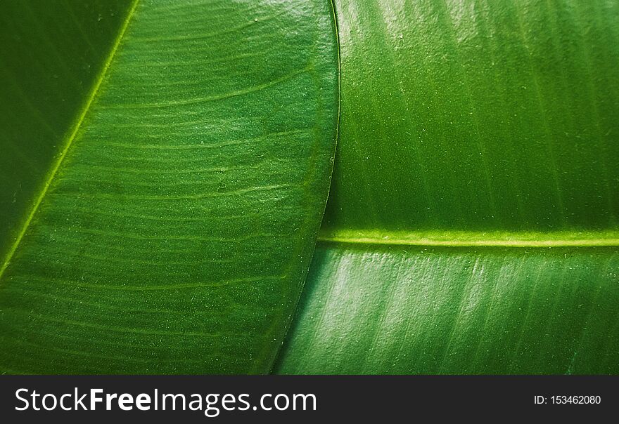 Ficus elastica, rubber fig leafs close up macro