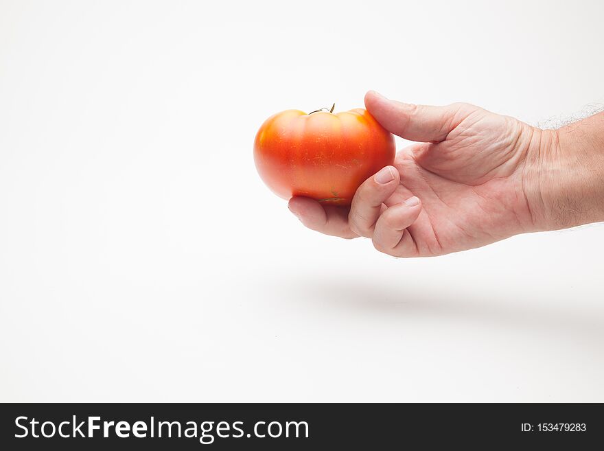 Tomato In Hand On Plain Background