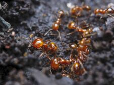 The Fire Ant Colony Royalty Free Stock Photos
