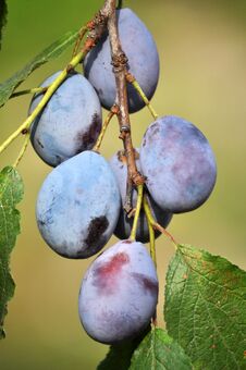 Free Tree Branch With Ripe Fruit Plums Stock Photos - 153493653